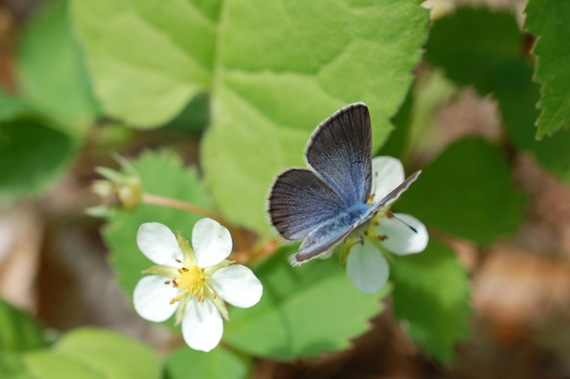 [BUTTERFLY%2520BLUE%2520%252812%2529%255B2%255D.jpg]