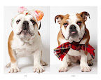 These colorful canines came in to the shelter together (sans accessories).
(See animal details at link below blog post- The Humane Society of NY) Photo credit: Richard Phibbs