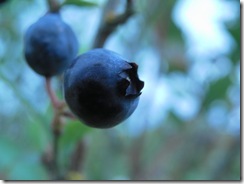 blueberries 07