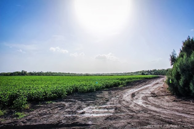 Cotton Field In La Grulla Texas.jpg Cotton Field In La Grulla Texas.jpg