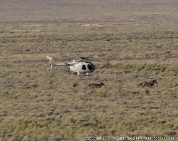 [right%2520over%2520foal%25202011.AUG.27%2520488%2520%25283%2529%255B9%255D.jpg]