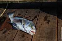 Photo-15.jpg Photo