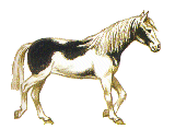 Cavalos (8)