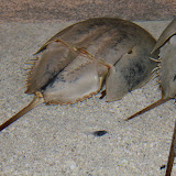 IMG_4792.JPG
