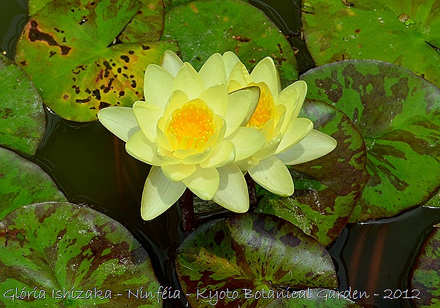 Glória Ishizaka - Ninféia -  Kyoto Botanical Garden 2012 - 2
