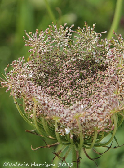 [25-Wild-Carrot%255B2%255D.jpg]