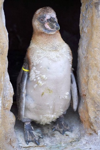 [Fat%2520%2526%2520fluffy%2520mid%2520moult%2520%2528resized%2529%2520JB%2520DSC_0050%255B3%255D.jpg]