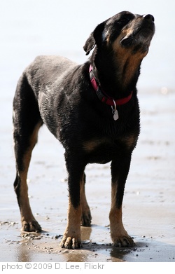 'KIKU dog beach 2' photo (c) 2009, D. Lee - license: http://creativecommons.org/licenses/by/2.0/