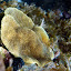 Corail-étoilé (polypes sortis)