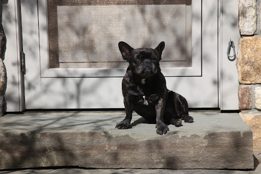 Ah, spring is here and it's finally nice enough to sit outside and enjoy the warm rays of the sun!  How I love being a basking hound!