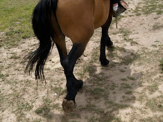 Just look at TuYo's feet! I swear he is part Clydesdale.