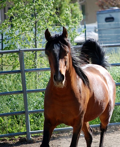 [horses2011232.jpg]