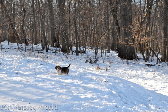 DSC_0985snow