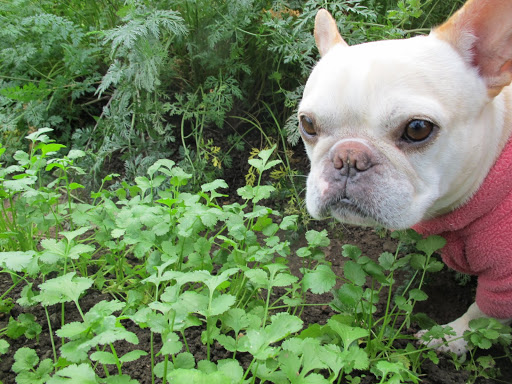 I think we should also pick some of this cilantro.  It's slightly pungent and is really yummy in soup.
