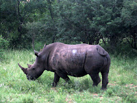 Rhino - Thornybush Reserve, Kruger NP