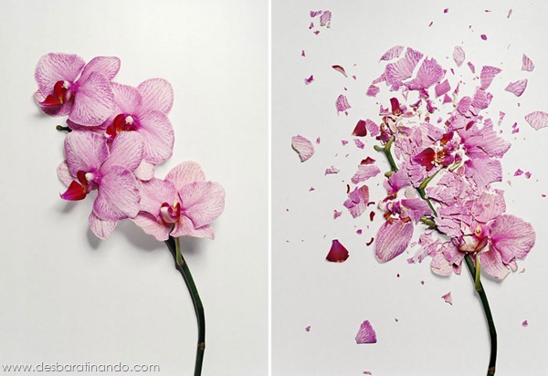 broken-flowers-soaked-in-liquid-nitrogen-shattered-desbaratinando (2) broken-flowers-soaked-in-liquid-nitrogen-shattered-desbaratinando (2)