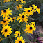 Black eyed Susan