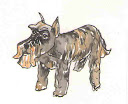 Scottie
