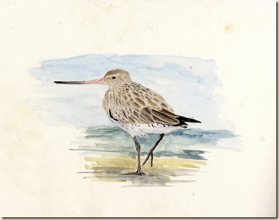 bar tailed godwit088 (2) bar tailed godwit088 (2)