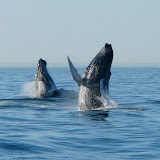 Humpback whale mother and calf (photo by lee collins)