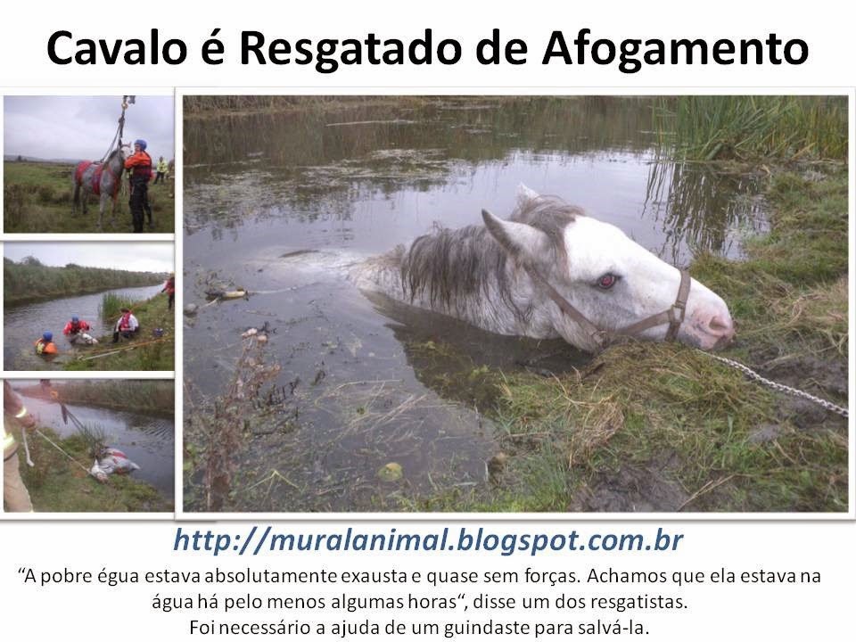 [Cavalo%2520%25C3%25A9%2520Resgatado%2520de%2520Afogamento%255B3%255D.jpg]