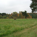 Vi havde det flotteste efterår i 2008. Her fra Lyngby Parkkirkegård.