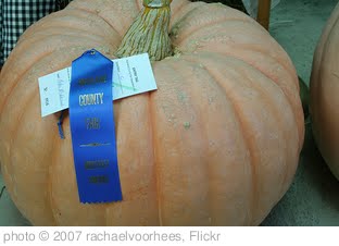 'blue ribbon pumpkin' photo (c) 2007, rachaelvoorhees - license: http://creativecommons.org/licenses/by-nd/2.0/