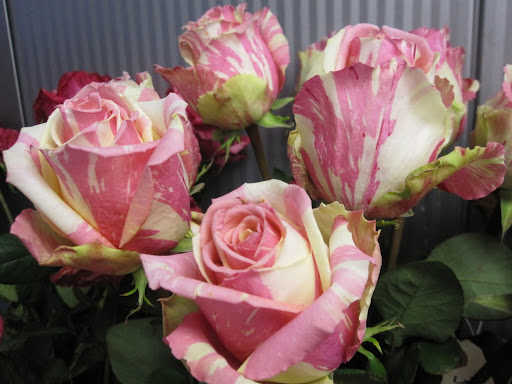 Another bicolored rose called 