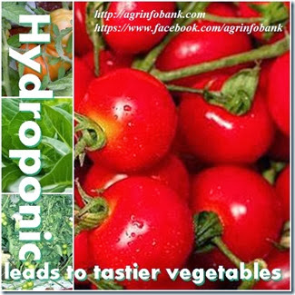 Hydroponic growing leads to tastier vegetables
