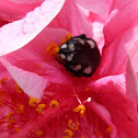 White Spotted Fruit Chafer