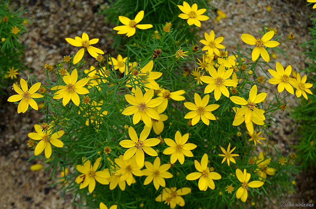 [Gl%25C3%25B3ria%2520Ishizaka%2520-%2520Flor%2520amarela%252022%255B8%255D.jpg]