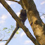 Yay! Monkeys! Apparently this is a Mico Sagui monkey.