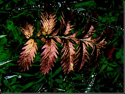 leaf