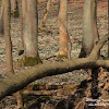 Rezerwat "Śnieżycowy Jar" dsc07010.jpg