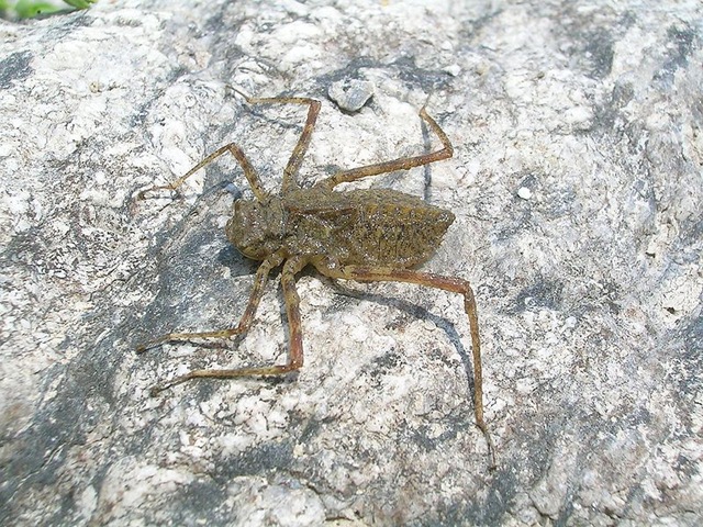 [800px-DragonflyNymph%255B6%255D.jpg]