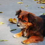 Автор Kate Kuchinska Kate Kuchinska.jpg