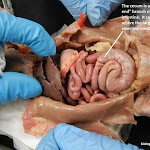 rat_cecum.JPG
