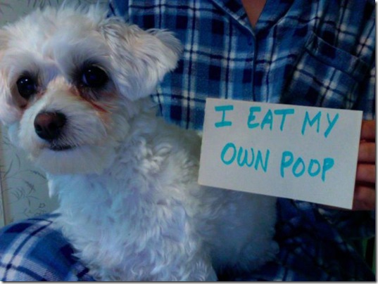 dog-shaming-bad-1