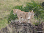 Masai Mara