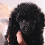 dog620-6.jpg