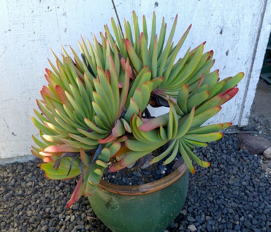[111001_succulent_gardens_aloe_plicatilis_02_fixed%255B3%255D.jpg]