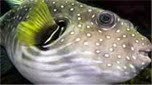 Nouvelle-Calédonie poisson ballon à taches blanches