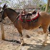 2EncontrodeMuladeiros-416.JPG