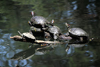 Turtles! Photo