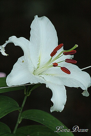 [Lily_SnowPrincess4_Stargazer%255B8%255D.jpg]