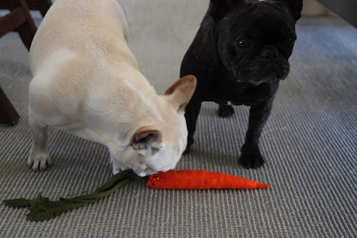 Oh, Franny!  It's a felt carrot filled with...sniff sniff...chocolates!  Don't you remember that crafter Kristin St. Clair just made them on Martha's Show?