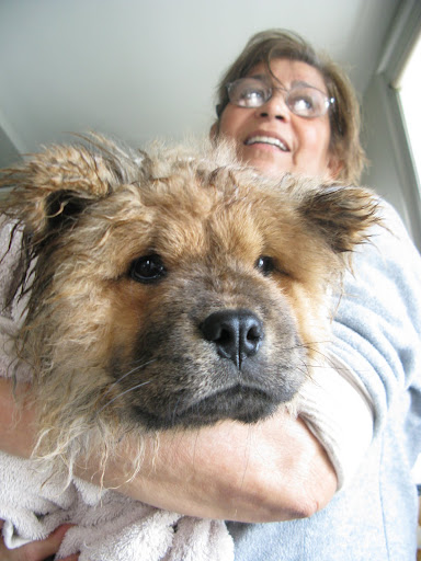 WAIT A MINUTE!! That worried thing looks like G.K!  Who would have known that beneath all that fluff, he's just a skinny little puppy?  He had us fooled!
