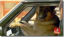 dog-driving-a-car-prank