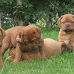 puppies_agpsto1.jpg