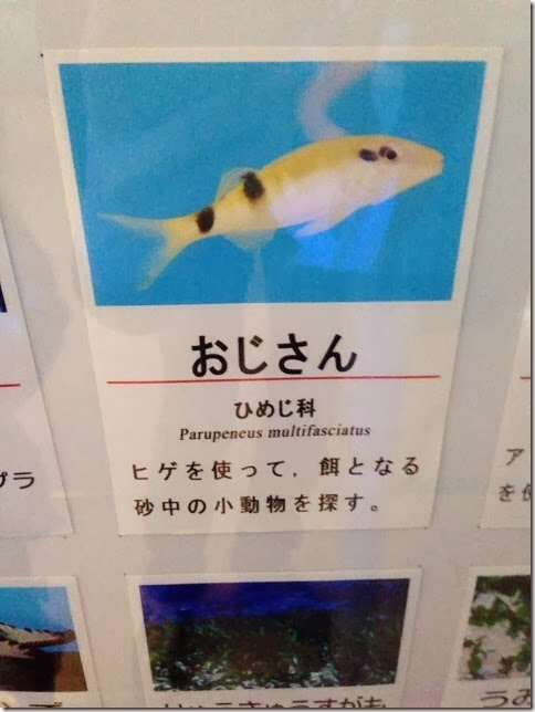 変わった魚の名前 おじさん と言う名前の魚がいる 三保水族館 静岡探検倶楽部